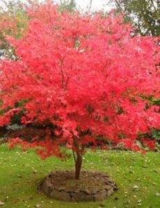 Acer palmatum sekalaisia