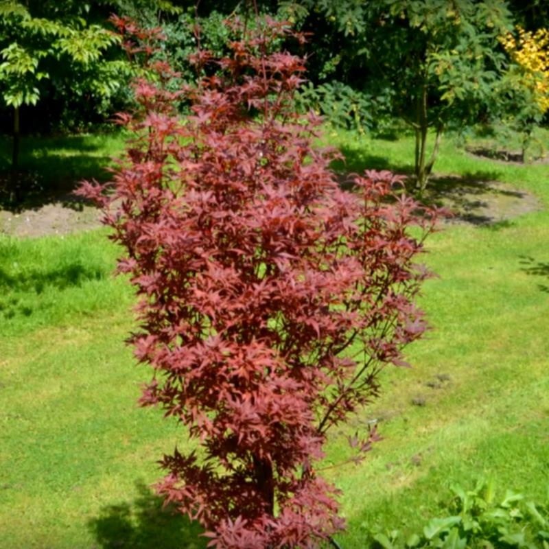 Japānas kļava "Skeeter's Broom" (Acer palmatum)