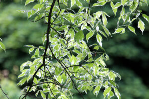 Acer negundo "Variegatum"
