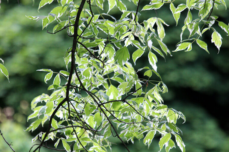 Acer negundo "Variegatum"