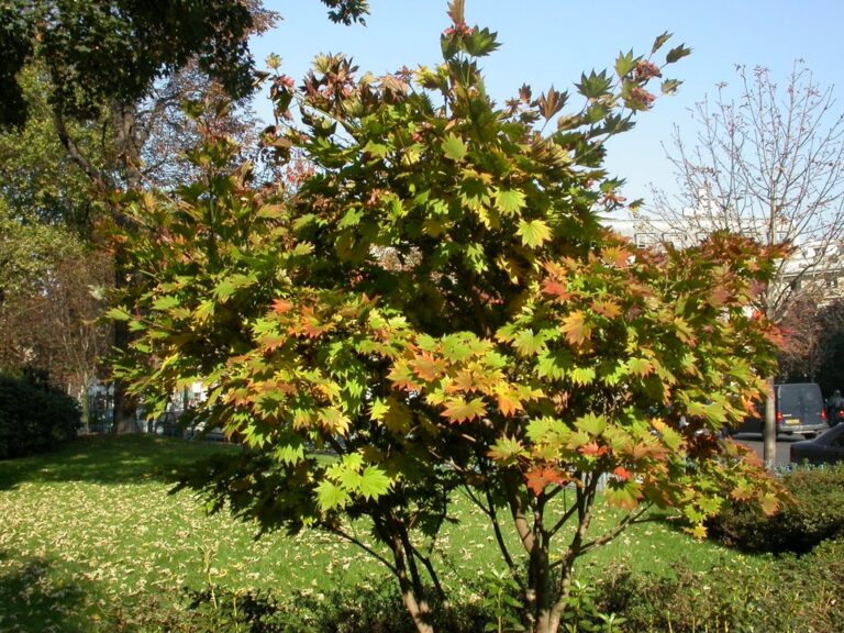 Acer shirasawanum
