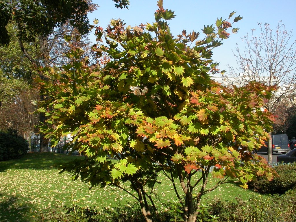 Acer shirasawanum