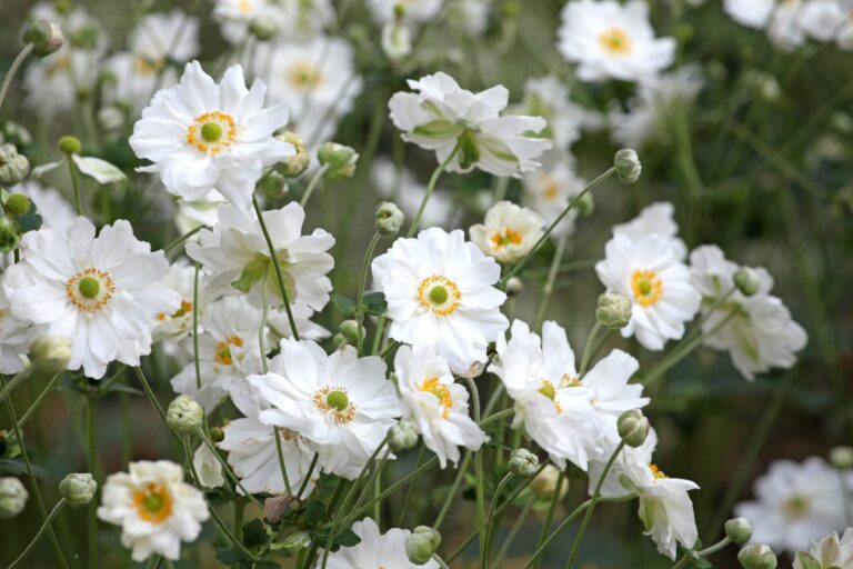 Anemone hybrida "Whirlwind" 2 L