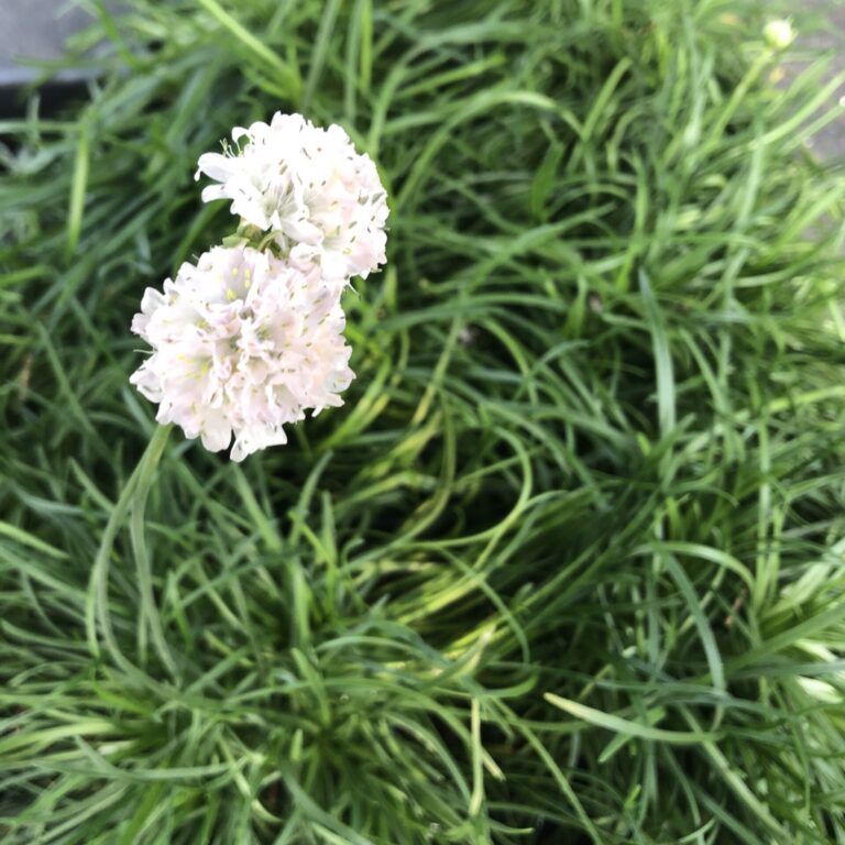 Armeria maritima "Alba" vidēja