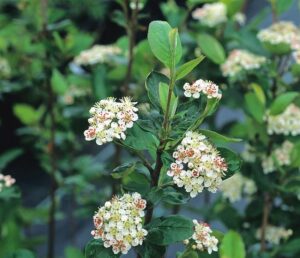 Aronia prunifolia "Viking" 3L pott