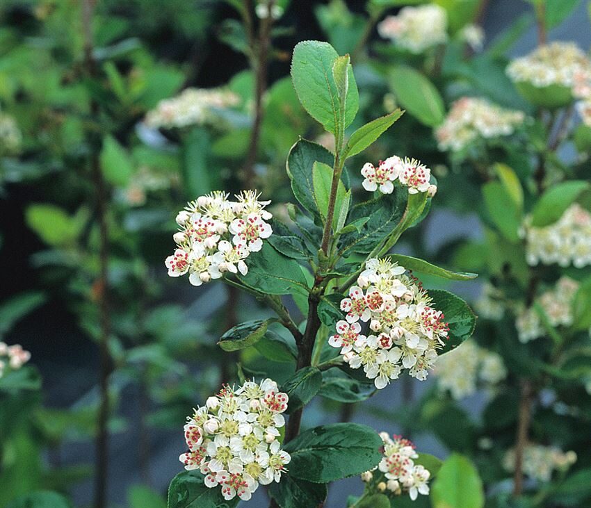 Aronia "Viking" (Aronia prunifolia), 3 L ruukku