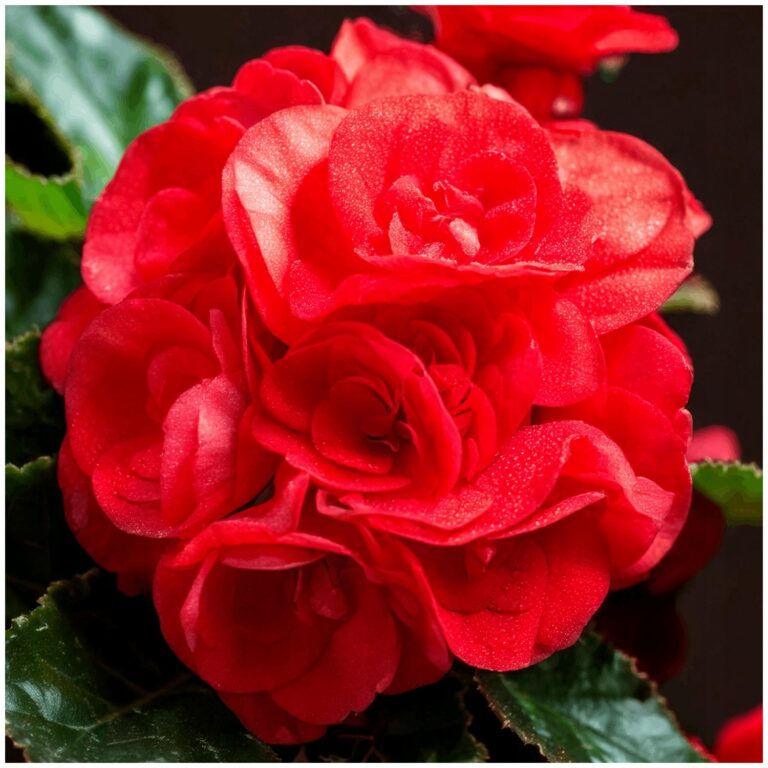 Begonia "Czerwona"