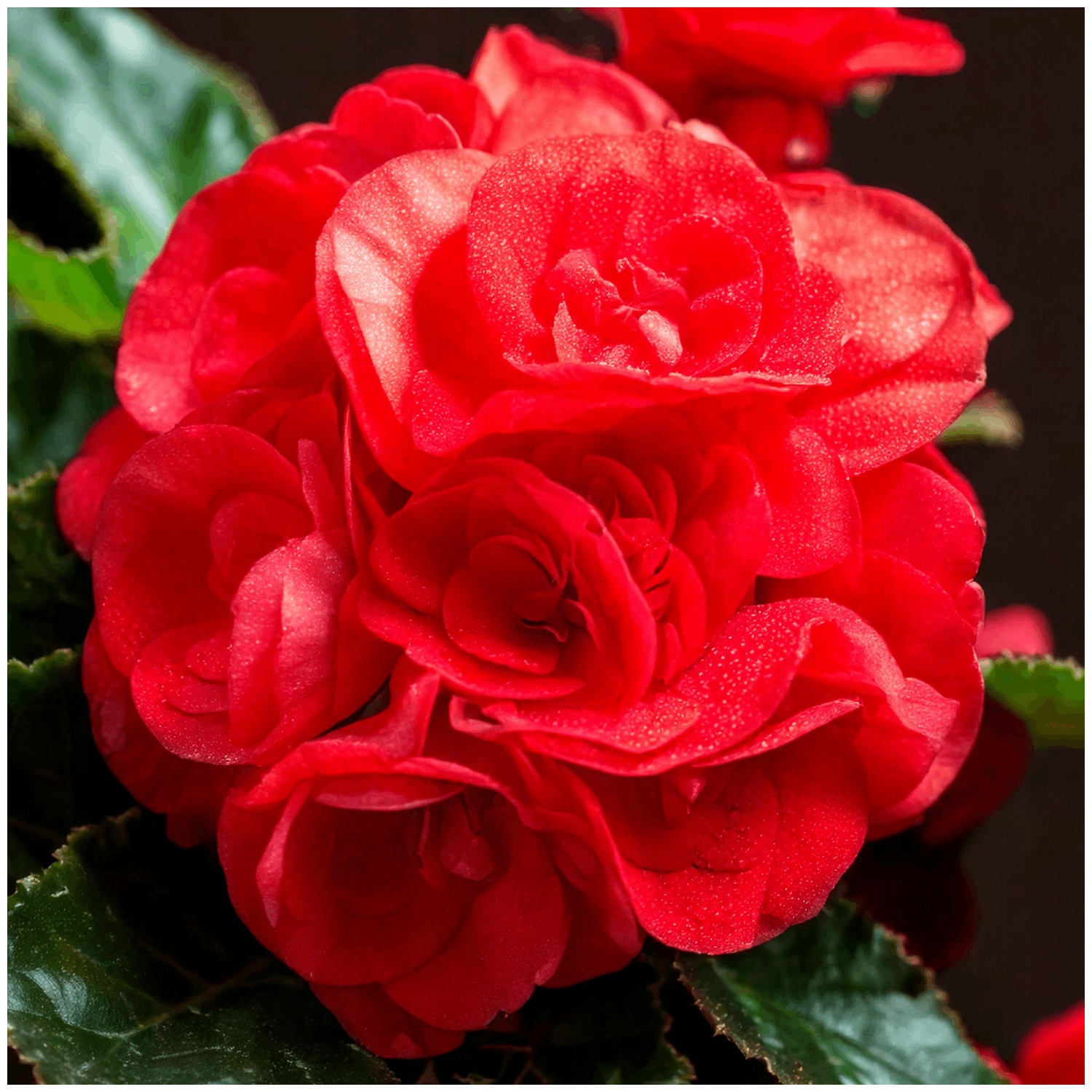 Begonia "Czerwona"