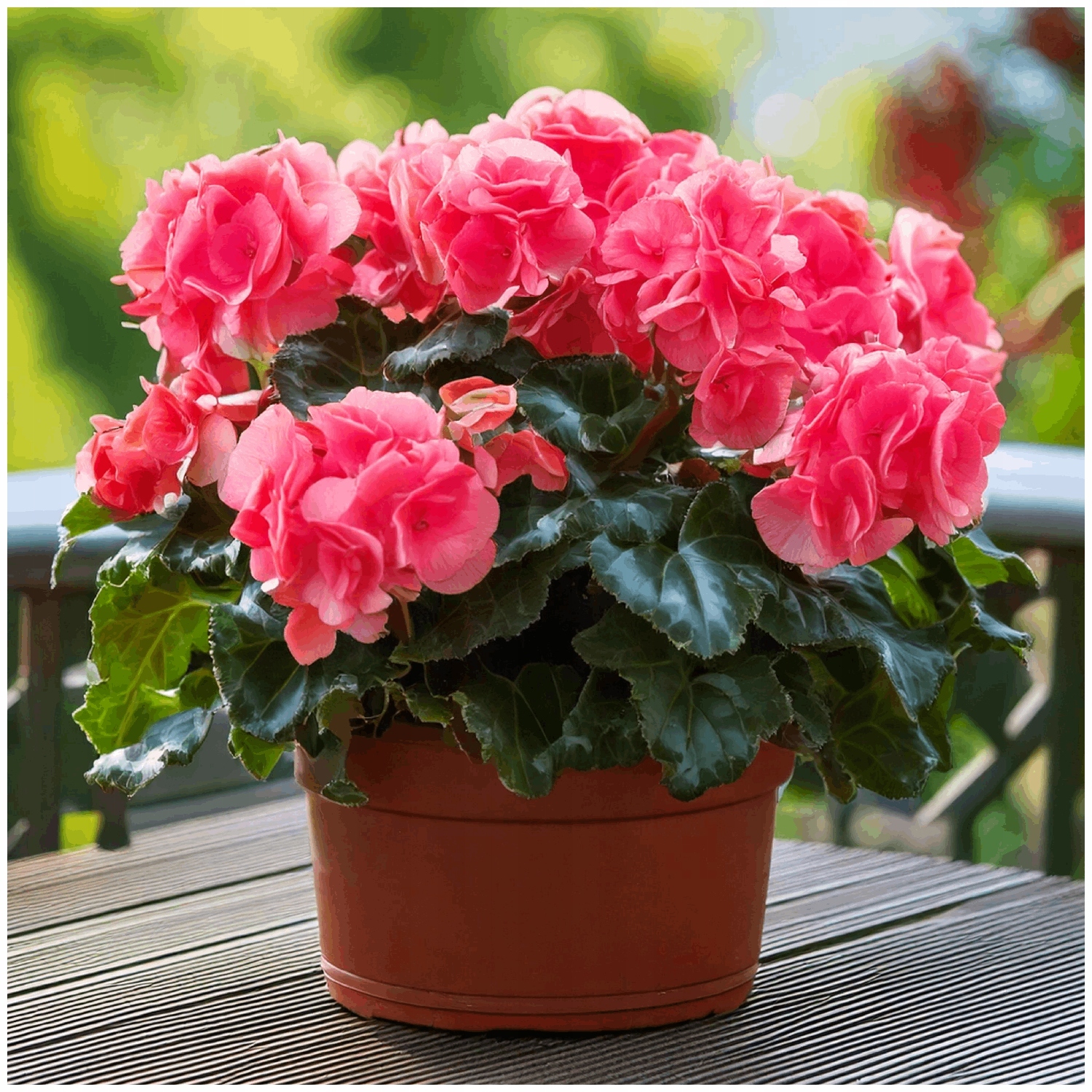 Begonia "Rozowa"
