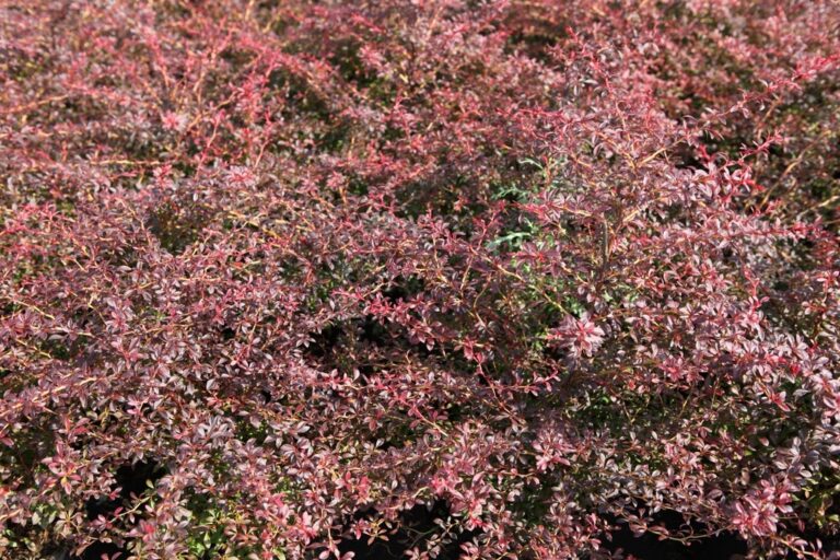 Berberis thunbergii "Orange Dream"