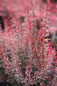 Berberis thunbergii "Rosy Rocket"