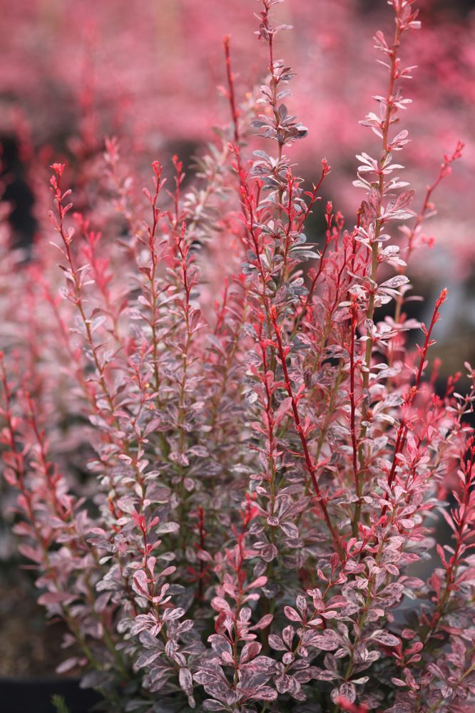 Berberis thunbergii "Rosy Rocket"