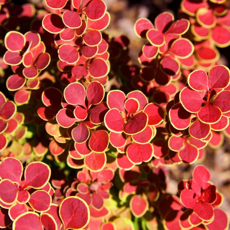 Berberis thunbergii "Orange Sunrise" 20 cm pott