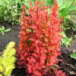 Berberis thunbergii "Orange Tower" 20 cm pot