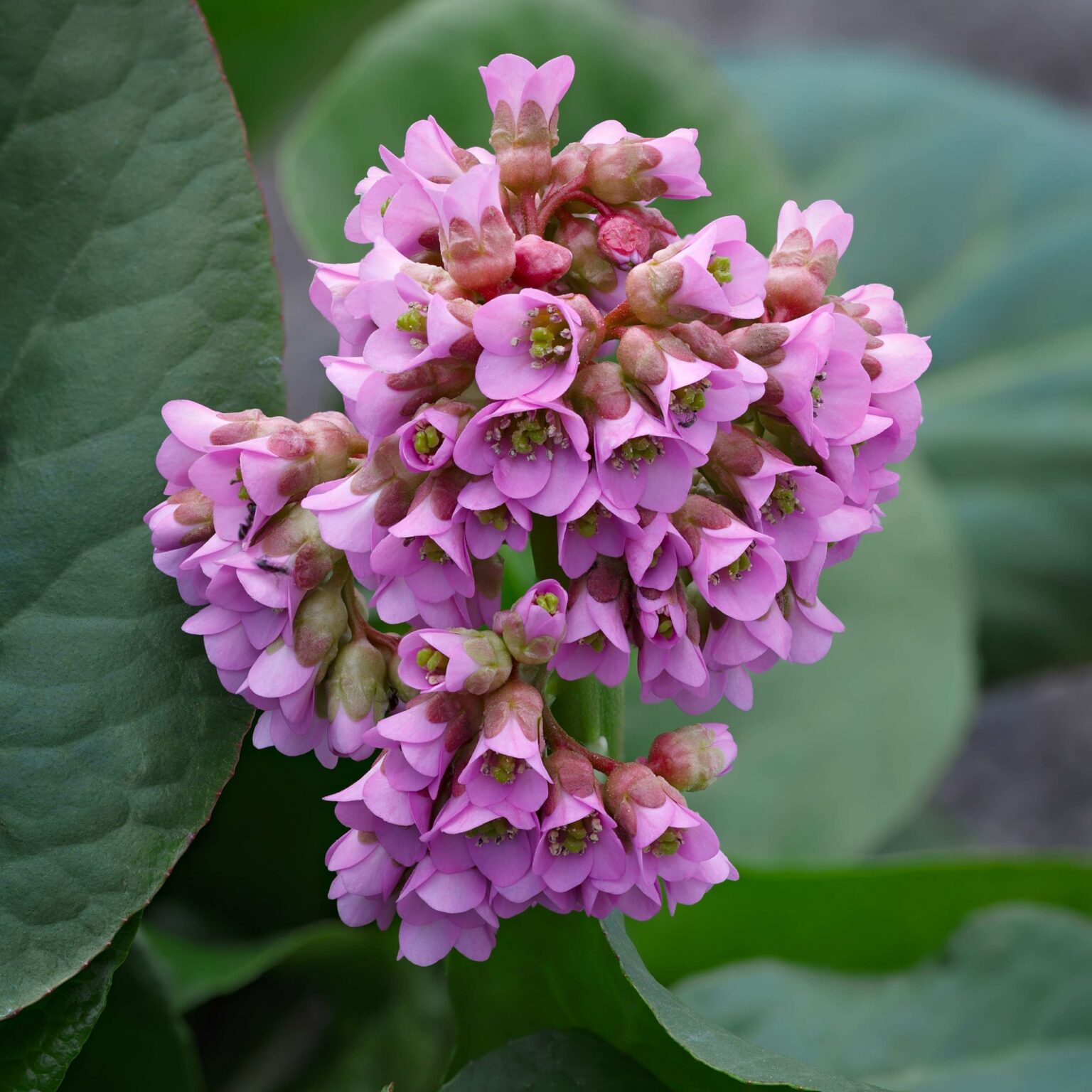 Bergenija (Bergenia)