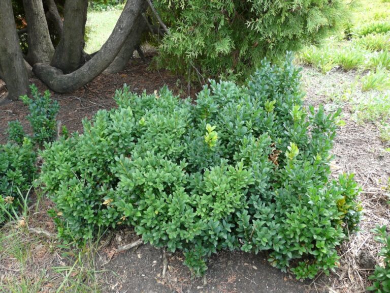 Buxus sempervirens +/-0,5 m