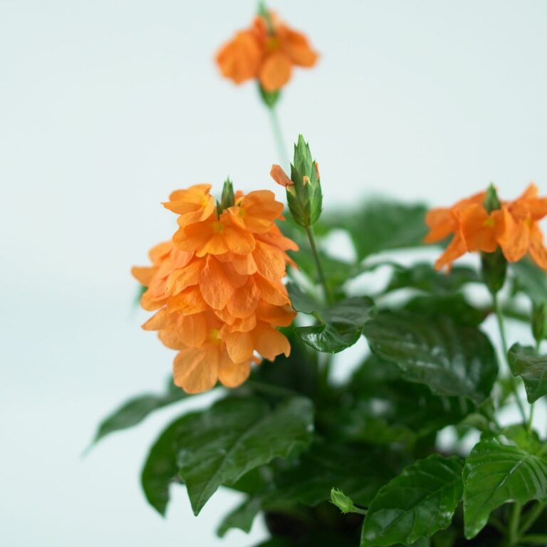 Crossandra infundibuliformis "Fortuna"