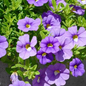 Calib Ca Sky Blue