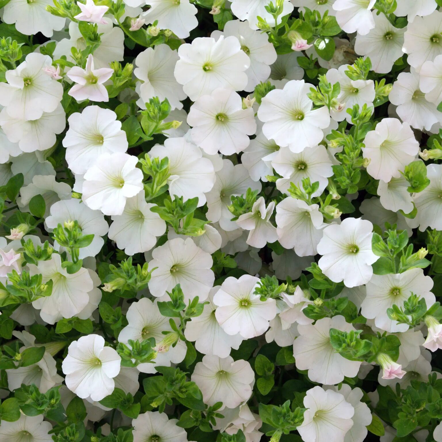 Calibrachoa Cabaret White Improved