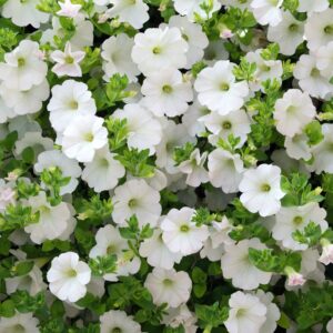 Calibrachoa Cabaret White Improved