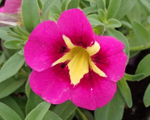 Calibrachoa "Hot Pink"