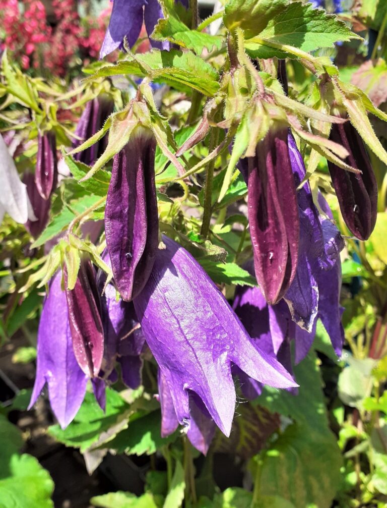 Campanula "Sarastro"