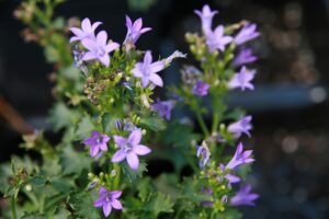 Campanula portenschlagiana "Royal"