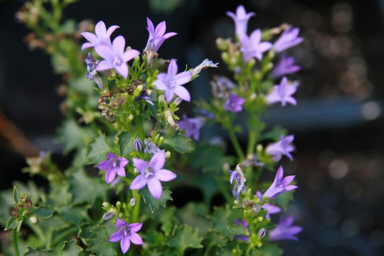 Campanula portenschlagiana "Royal"