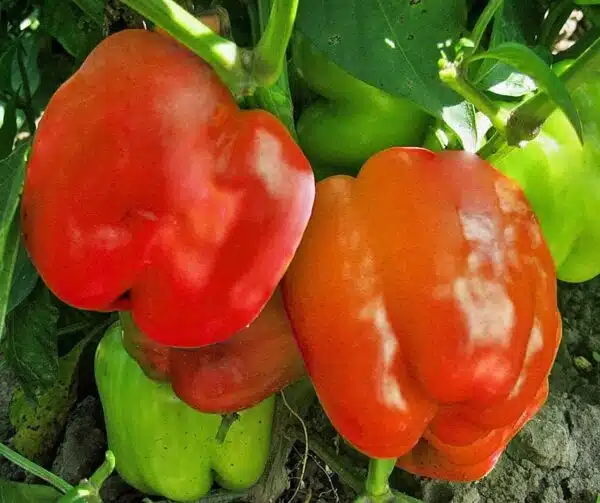 Paprika "Granova"