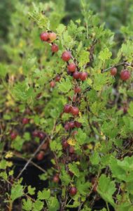 Ribes uva-crispa "Captivator"