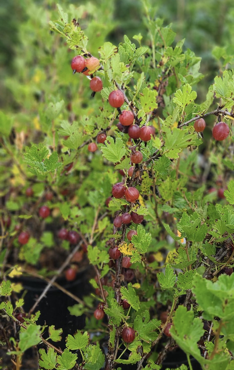 Ribes uva-crispa "Captivator"