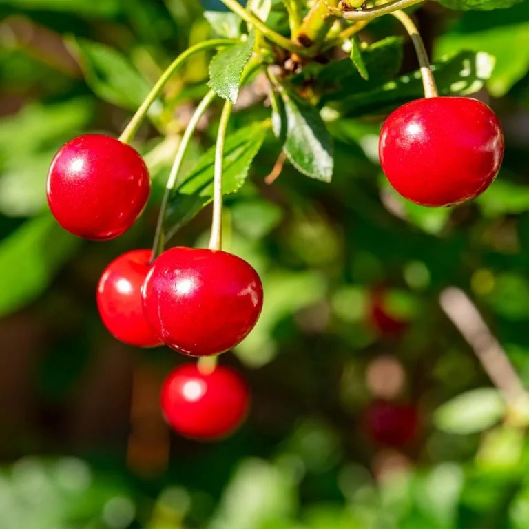 Prunus cerasus "Maynard"