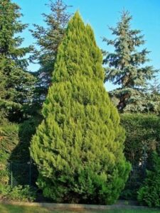 Chamaecyparis lawsoniana "Dzintra" 20 cm pot