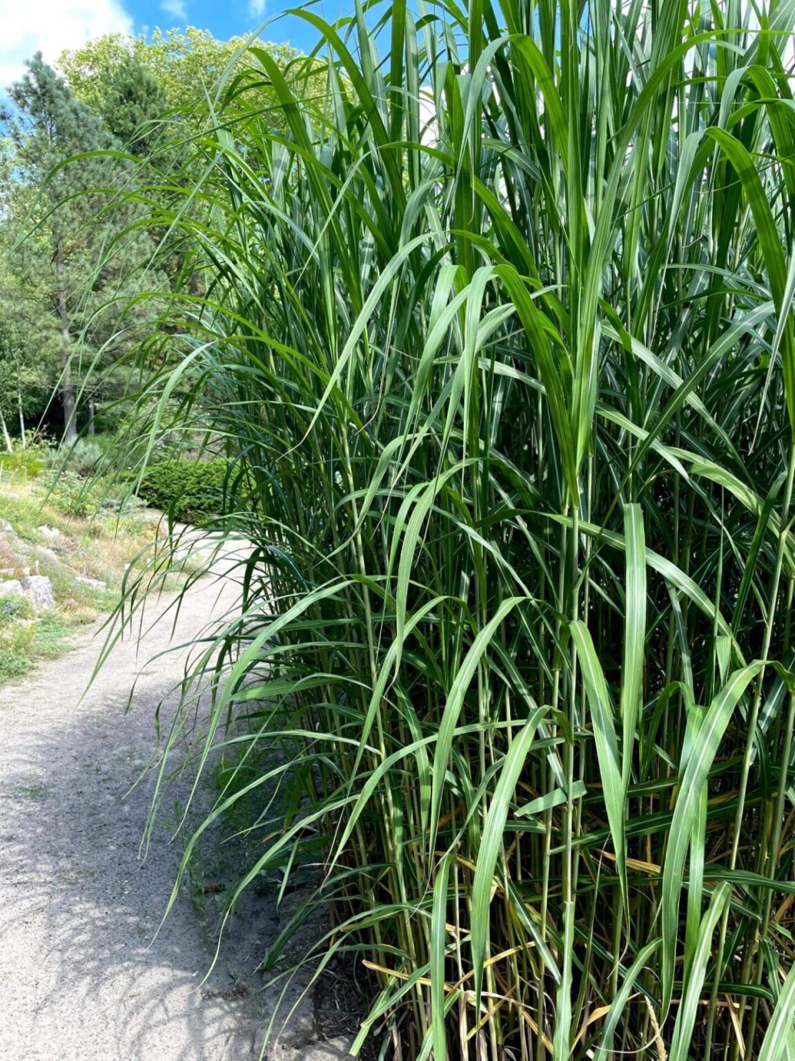 Ķīnas miskants Miscanthus sinensis