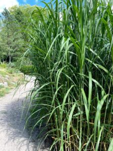 Chinese silver grass Miscanthus sinensis
