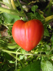 Solanum l. "Cuor Di Bur (Oxheart)"
