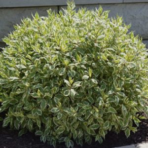 Cornus alba "Bailhalo" 20 cm pott