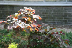 Corylus avellana "Red Majestic"