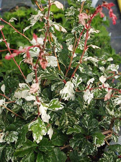 Crataegus laevigata "Gireodii"