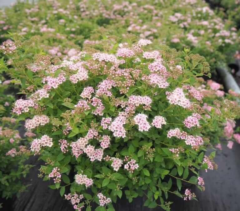 Japaninangervo "Little Princess" (Spiraea japonica), 1 L ruukku