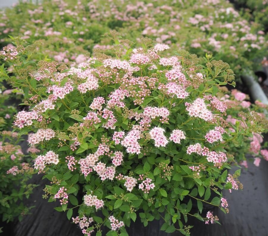Japoninė lanksva "Little Princess" (Spiraea japonica), 1 L vazonas