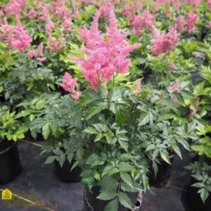 Astilbe japonica "Rheinland" P9