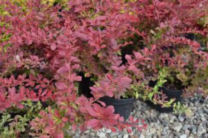 Berberis thunbergii "Red Carpet"