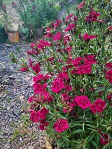 Dianthus barbatus Barbarella, segu