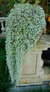 Dichondra argentea Silver Fall