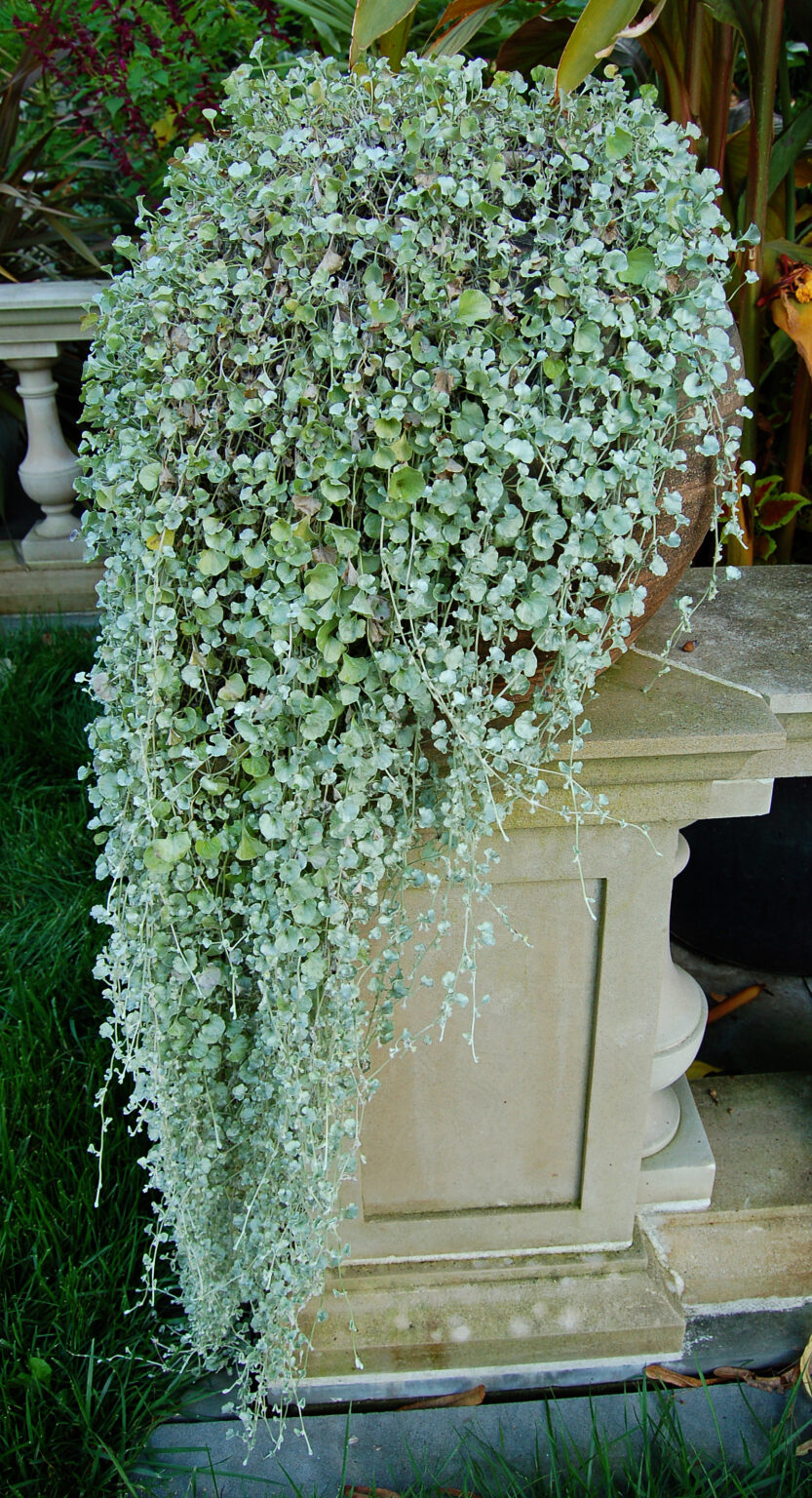 Dichondra argentea Silver Fall