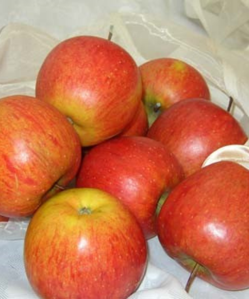Malus domestica "Dzintariņš"