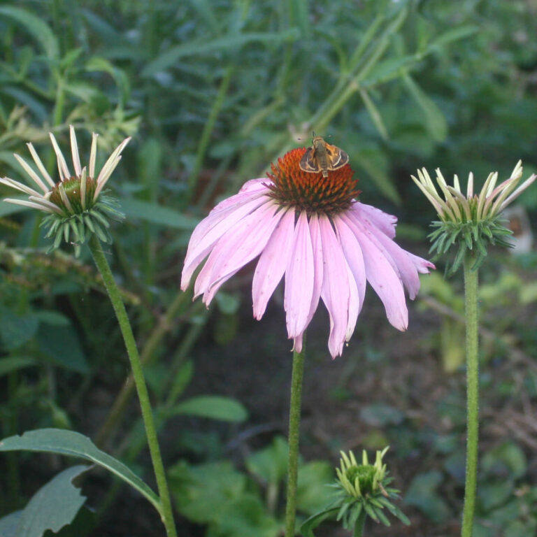 Echinacea purpurea assortii