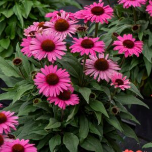 Echinacea "Dark Pink"