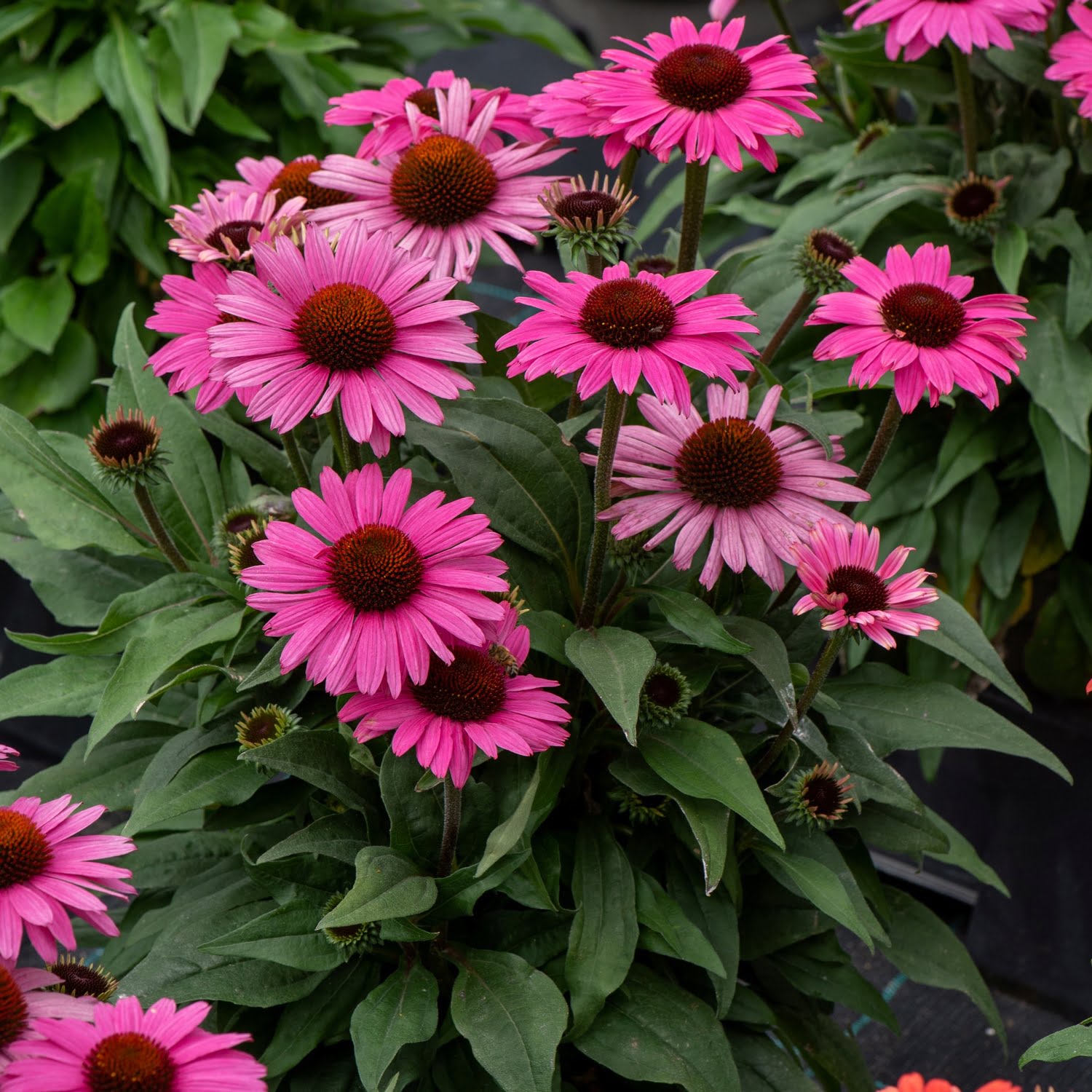 Ežiuolė "Dark Pink" (Echinacea purpurea)